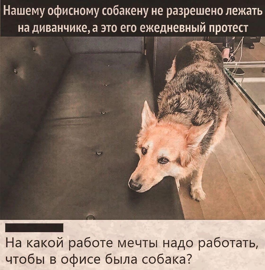 Нашему офисному собакену не разрешено лежать на диванчике а это его ежедневный протест _ На какой работе мечты надо работать чтобы в офисе была собака