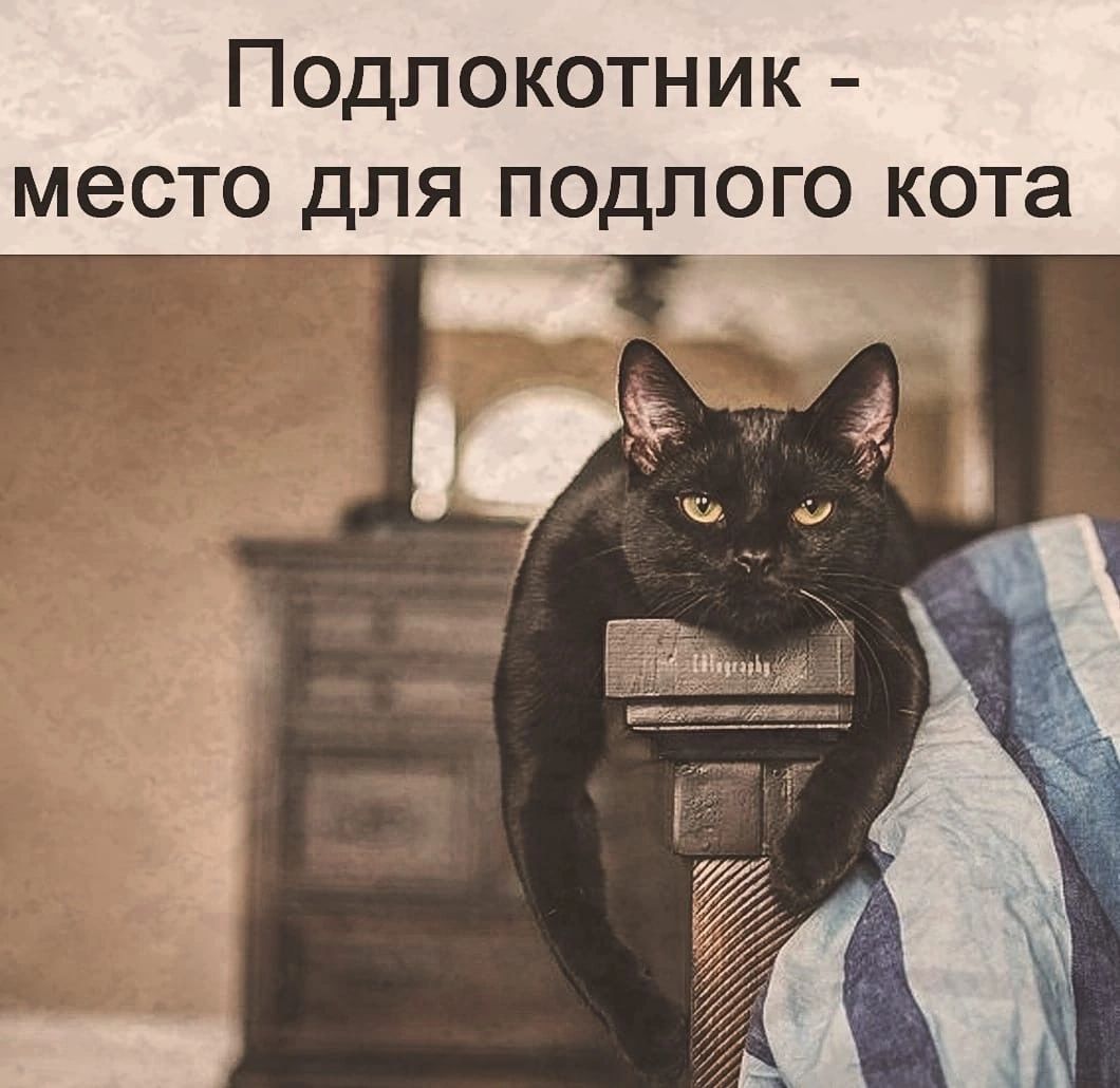 Подлокотник место для подлого кота