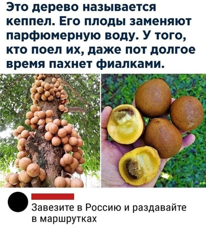 Это дерево называется кеппел Его плоды заменяют парфюмерную воду У того кто поел их даже пот долгое Завезите в Россию и раздавайте в маршрутках