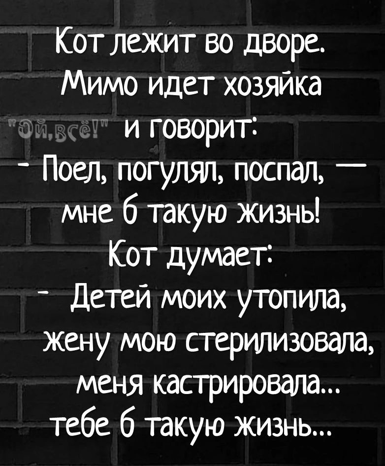 Кот лежит во дворе Мимо идет хозяйка и говорит Поел погуляп поспал _ мне 6 такую жизнь Кот думает Детей моих утопила жену мою стерилизовала меня кастрировапа тебе 6 такую жизнь