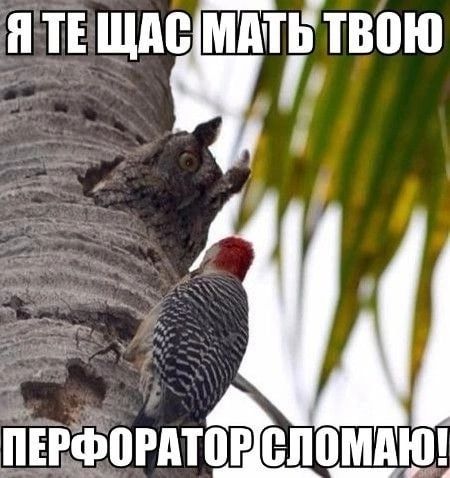 ТЕ щие мштгтвпю