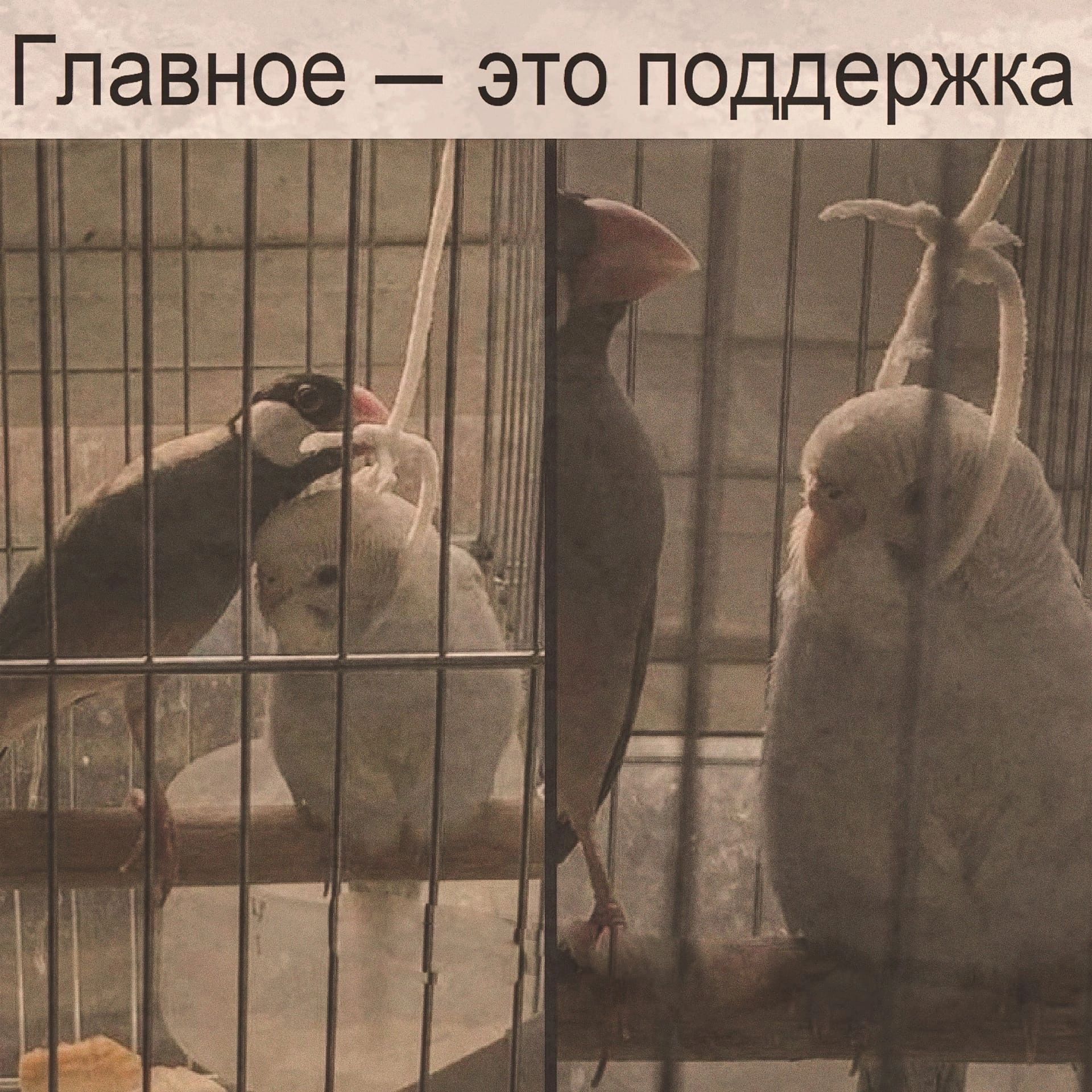 Главное ЭТО поддержка
