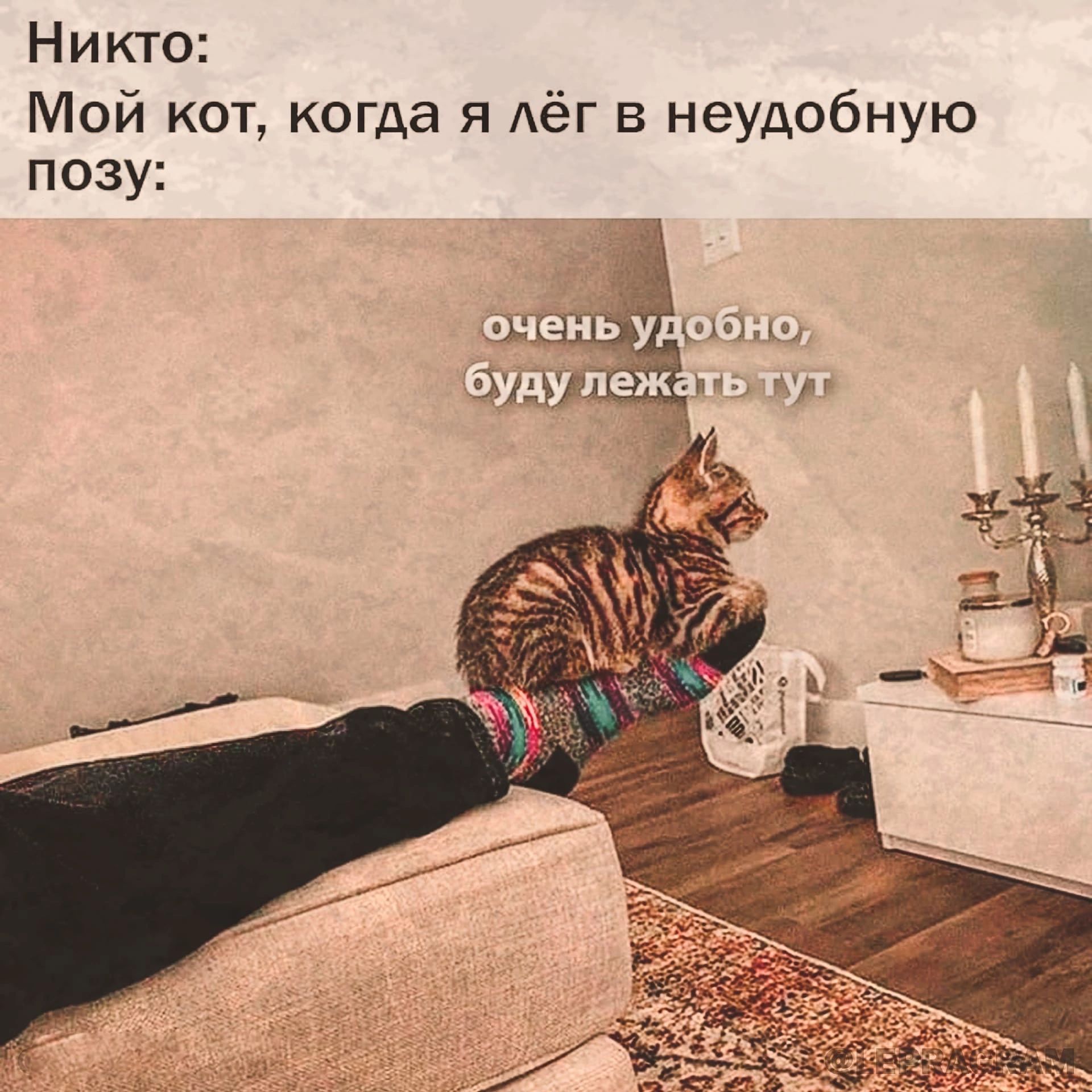 Никто Мой кот когда я Аёг в неудобную позу