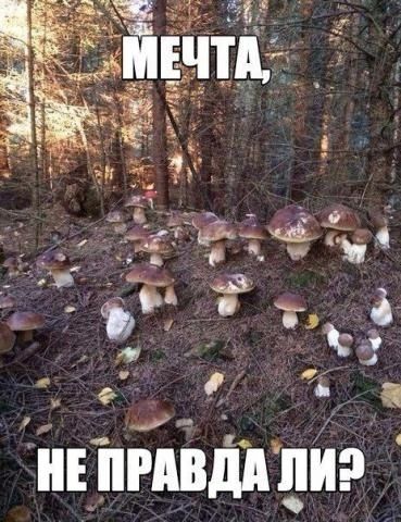 243 й КО Е ч 5е т НЕ ПРАВДА ЛИЭ