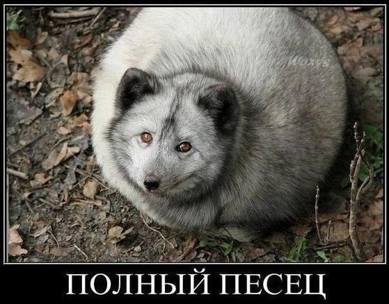 ПОЛНЫЙ ПЕСЕЦ