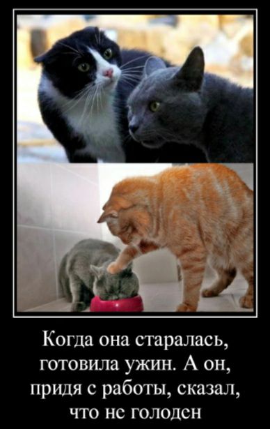 Когда она старалась готовила ужин А он придя с работы сказал что но голоден