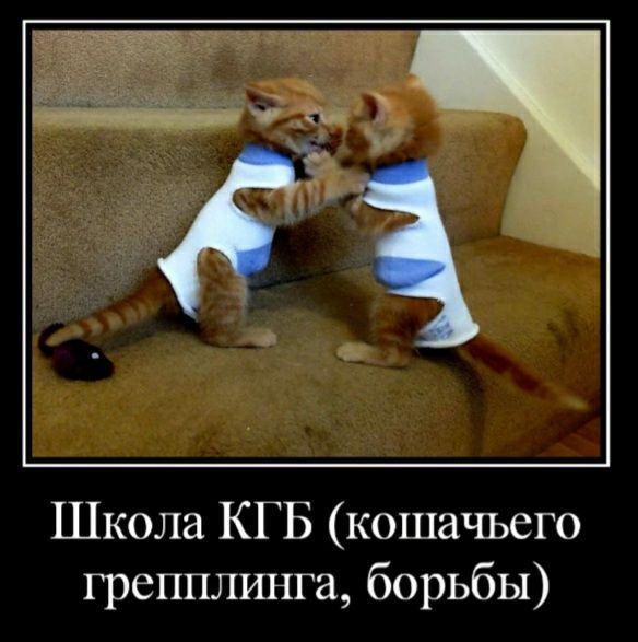 Школа КГБ кошачьего грепплинга борьбы