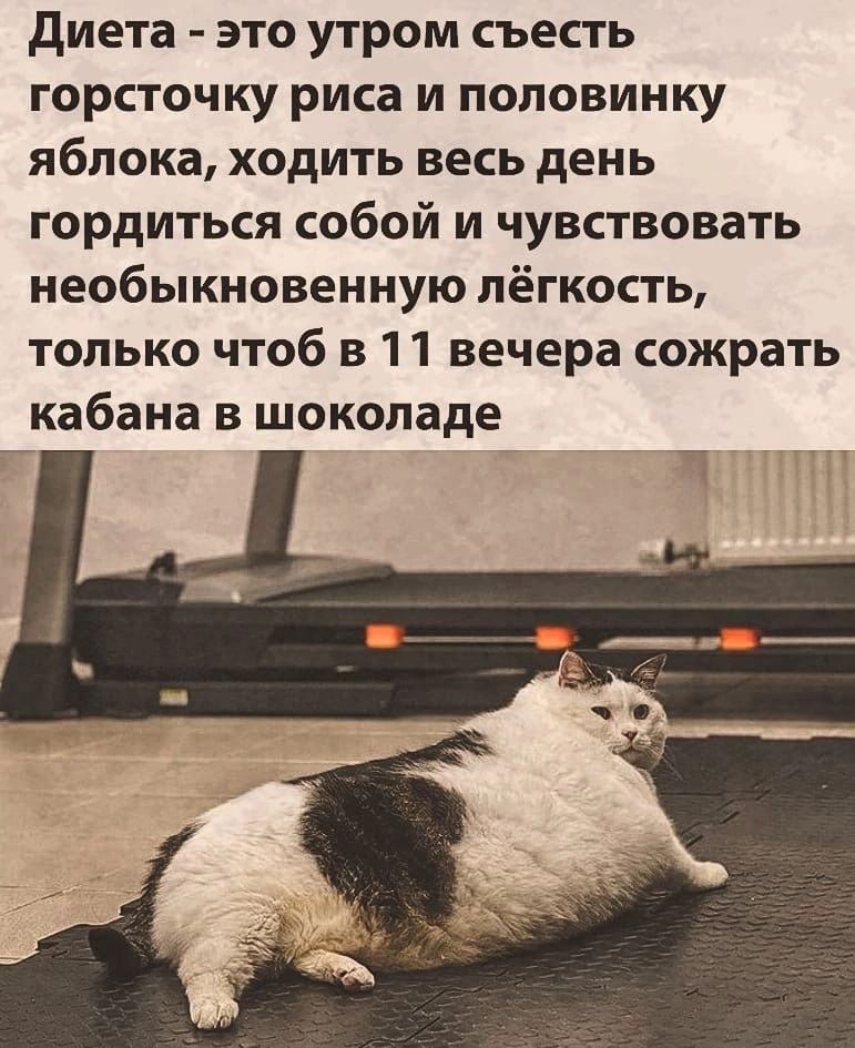 диета это утром съесть горсточку риса и половинку яблока ходить весь день гордиться собой и чувствовать необыкновенную лёгкость только чтоб в 11 вечера сожрать кабана в шоколаде Й