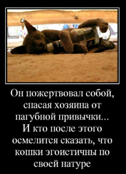 Оп пожертвовал собой спасая хозяина от палубной привычки И то после этого осмелился сказать чго кошки эгоистичпы по своей па1урс