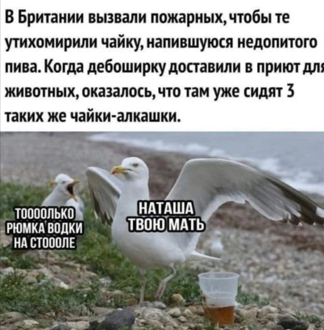 В Британии вызвали пожариыщчтобы те утихомирили чайку иапившужя недопитогв пива Когда дебоширку доставили в приюты животных оказалось что там уже сидят таких же чайки алкаши 1 __ тпппплькп дТдШд рюмкдвппки ТВОЮ МАТЬ _ ндвтппвш