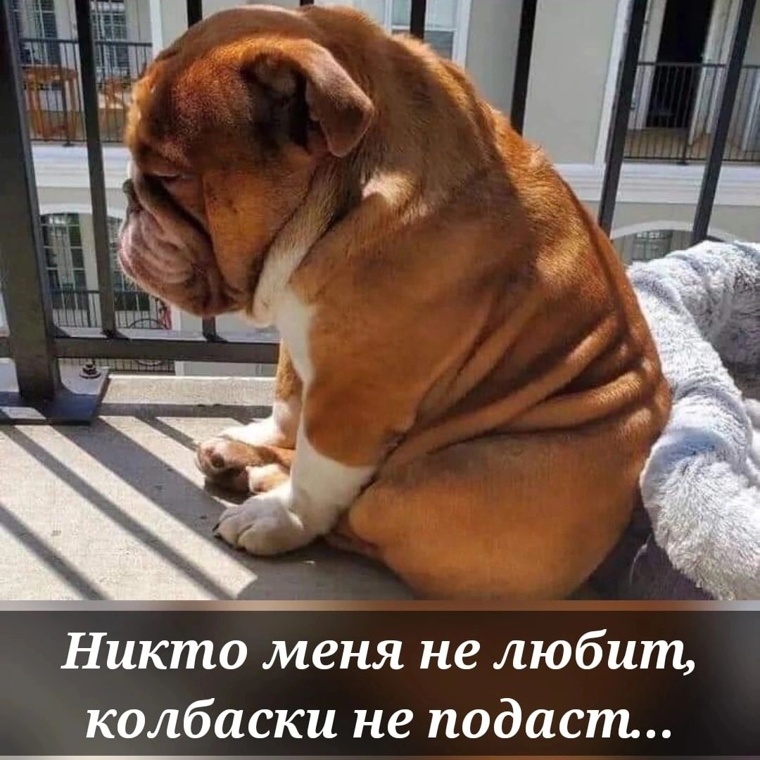 Никто меня не любит колбаски не подаст