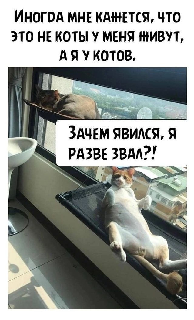 ИНОГОА МНЕ КАЖЕТСЯ ЧТО ЭТО НЕ КОТЫ МЕНЯ ЖИВУЪ А Я КОТОВ ЗАЧЕМ явипсяд РАЗВЕЗВАА