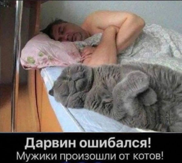 дарвин ошибался Мужики произошли от котов