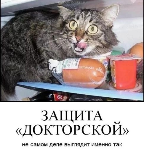 ЗАЩИТА докторской не он этом деле в ыгпядит именно так