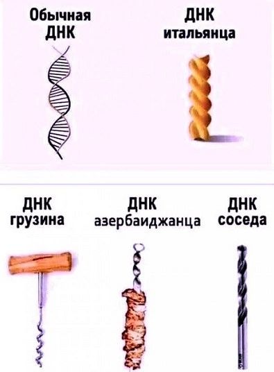 Обычная днк дНК итальянца Ё днк днк днк грузина азербаиджанца соседа Т