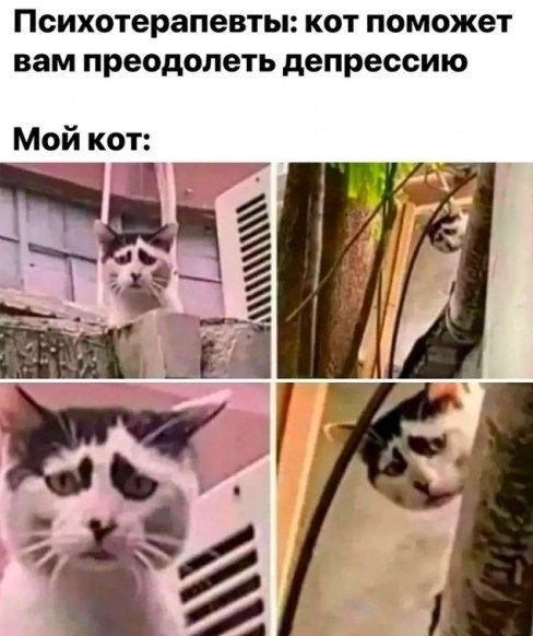 Психотерапевты КОТ ПОМОЖЕТ вам преодолеть депрессию