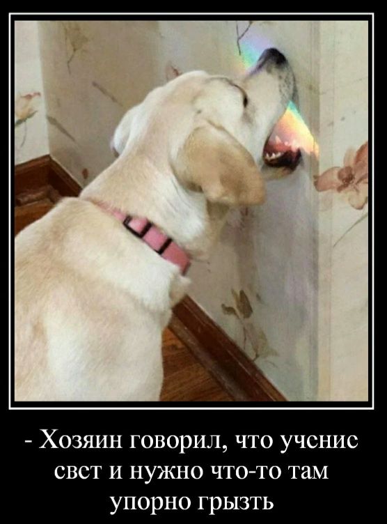 Хозяин говорил чт учснис свет и нужно что то там упорно грызть