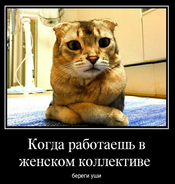 Когда работаешь в женском коллективе береги уши