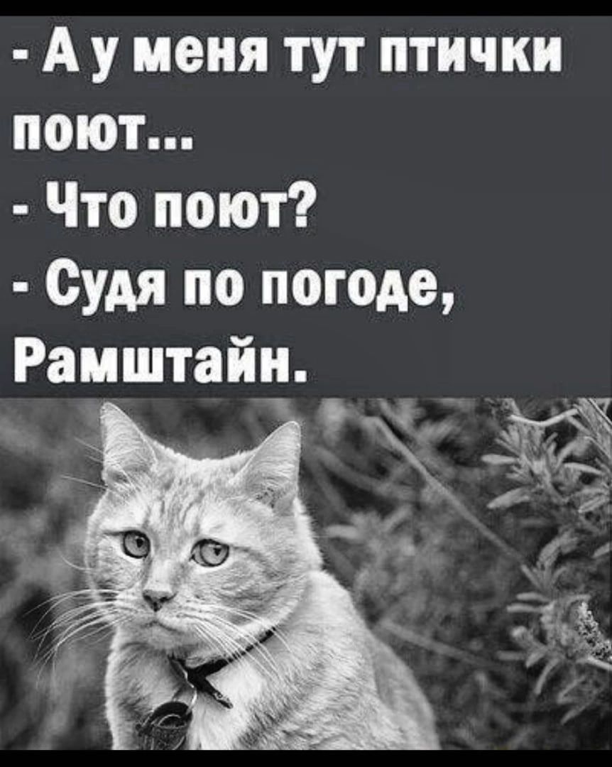 А у меня тут птички поют Что поют Судя по погоде Раиштайн