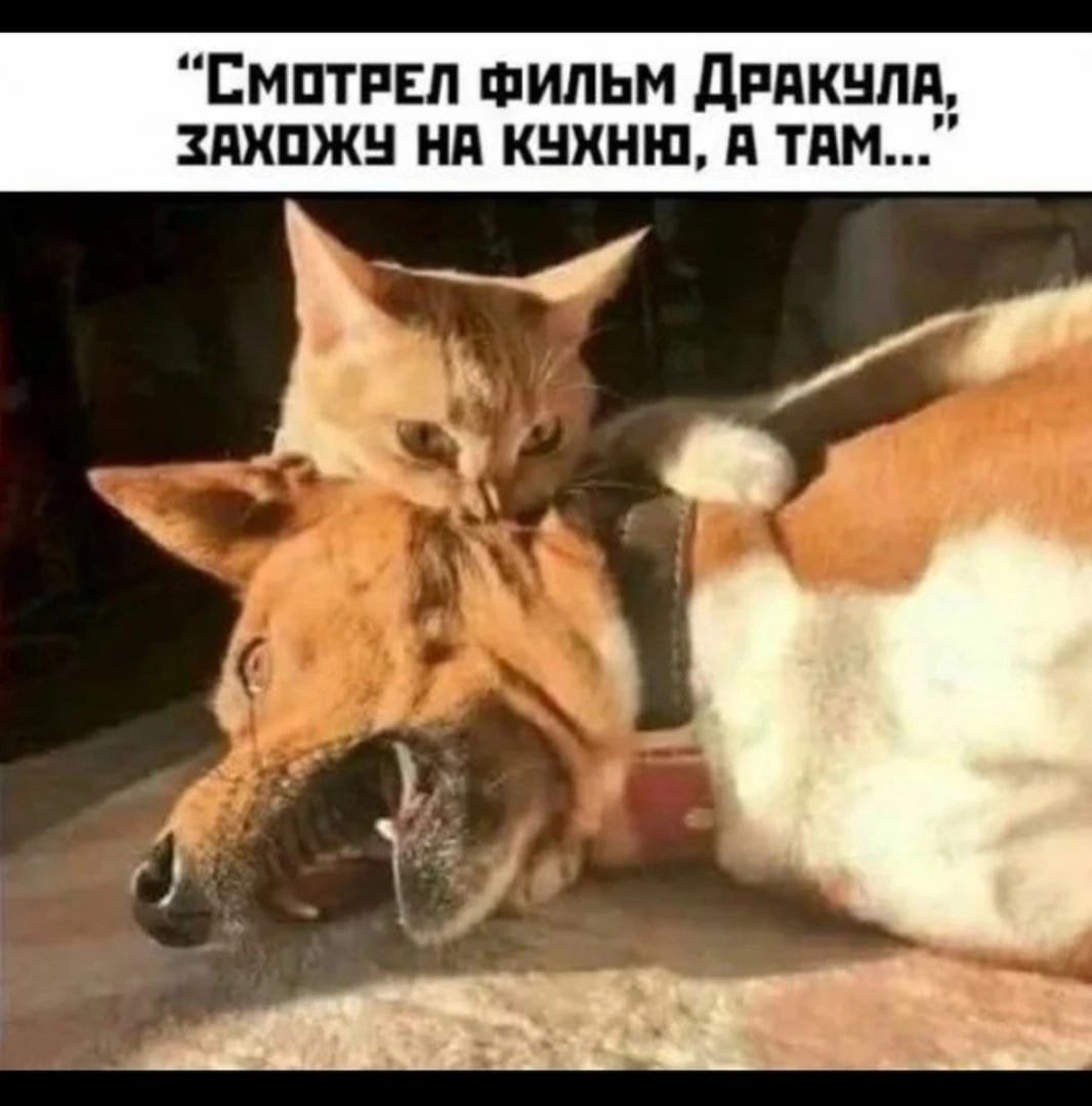 СМПТРЕЛ ФИЛЬМ ДРЯКНЛА ЗЯХПЖ Нд КНХНШ ТИМ