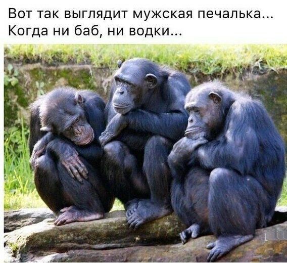 Вот так выглядит мужская печапька Когда ни баб ни водки паи _ гв у