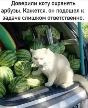 Доверили коту охранять арбузы Кажется он подошел к задаче слишком ответственно