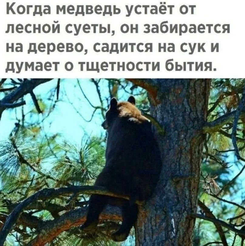 Когда медведь устаёт от лесной суеты он забирается на дерево садится на сук и думает о тщетности бытия
