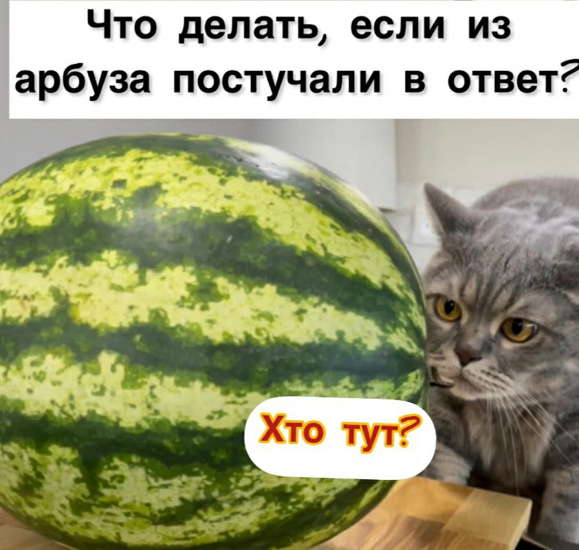 Что делать если из арбуза постучали в ответ