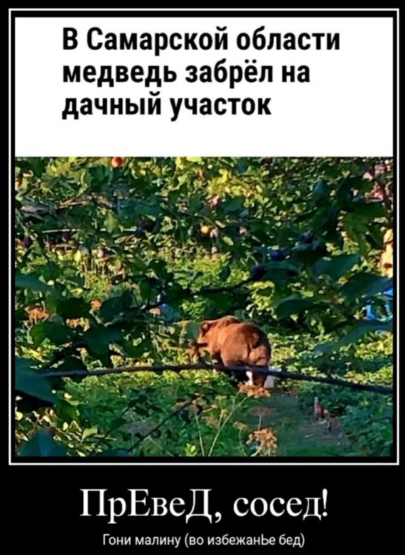 В Самарской области медведь забрёп на дачный участок А ПрЕвеД сосед Гони малину во избежанЬе бед