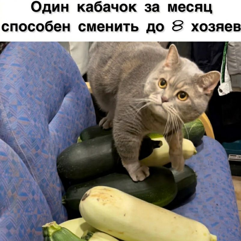 Один кабачок за месяц способен сменить до 8 хозяе