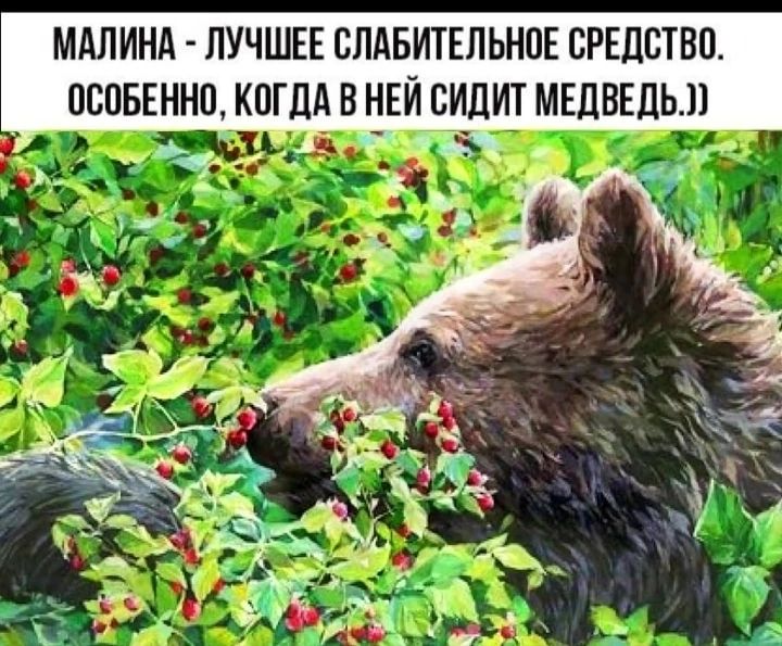 МАЛИНА ЛУЧШЕЕ ВЛАБИТЕПЬНПЕ ВРЕДСТВП ПСПБЕННП КОГДА В ЧЕЙ ЁИЦИТ МЕЦВЕДЬЛ