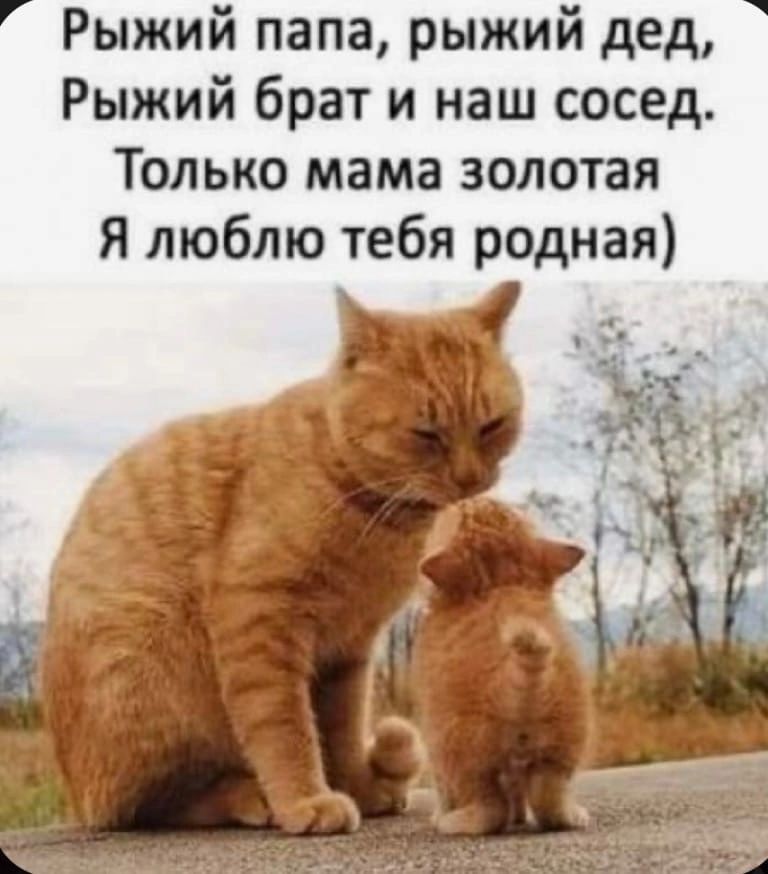 Рыжий папа рыжий дед Рыжий брат и наш сосед Только мама золотая Я люблю тебя родная