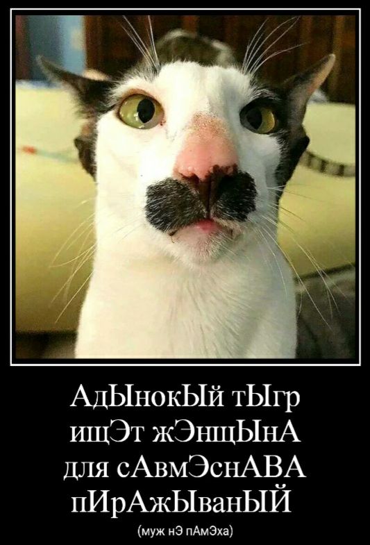 АдЫнокЫй тЫгр ишЭт жЭншЫнА для сАвмЭснАВА пИрАжЫванЫЙ муж иЗ пАмЭп