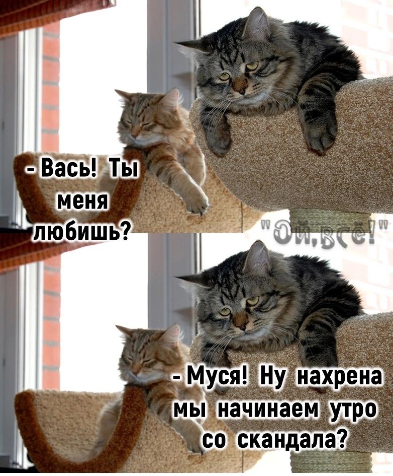 уся 37 мь_ и со скандала