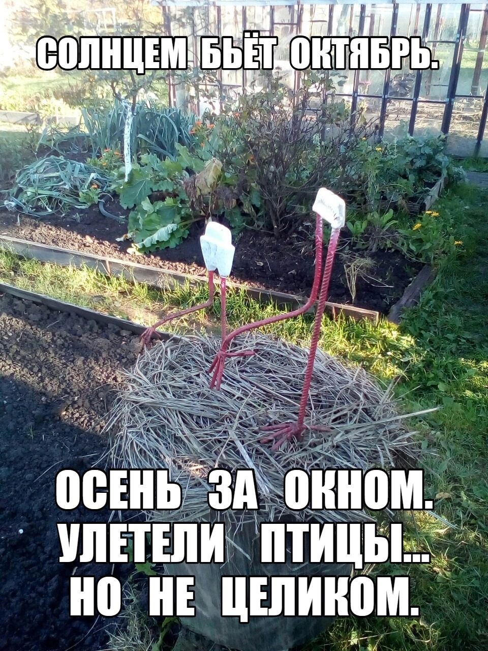 ипЕтніи птицыищ на Б цъпииом