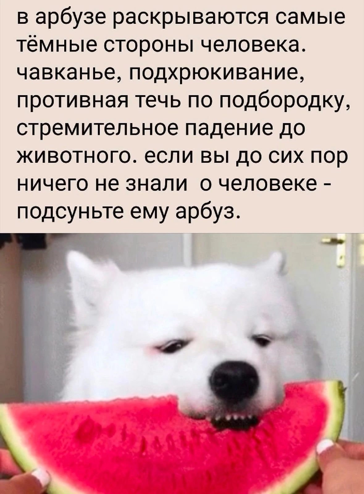 в арбузе раскрываются самые тёмные стороны человека чавканье подхрюкивание противная течь по подбородку стремительное падение до животного если вы до сих пор ничего не знали о человеке подсуньте ему арбуз