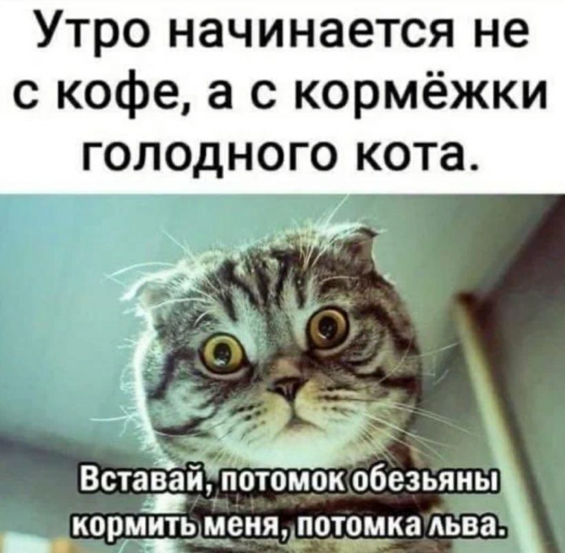 Утро начинается не с кофе а с кормёжки голодного кота Вставай потомок обезьяны к ИТ М П Т к ОПМЬ еня_отом_ ЗА ва