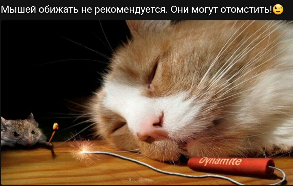 Мышей обижать не рекомендуется Они могут отомстить ч __и д