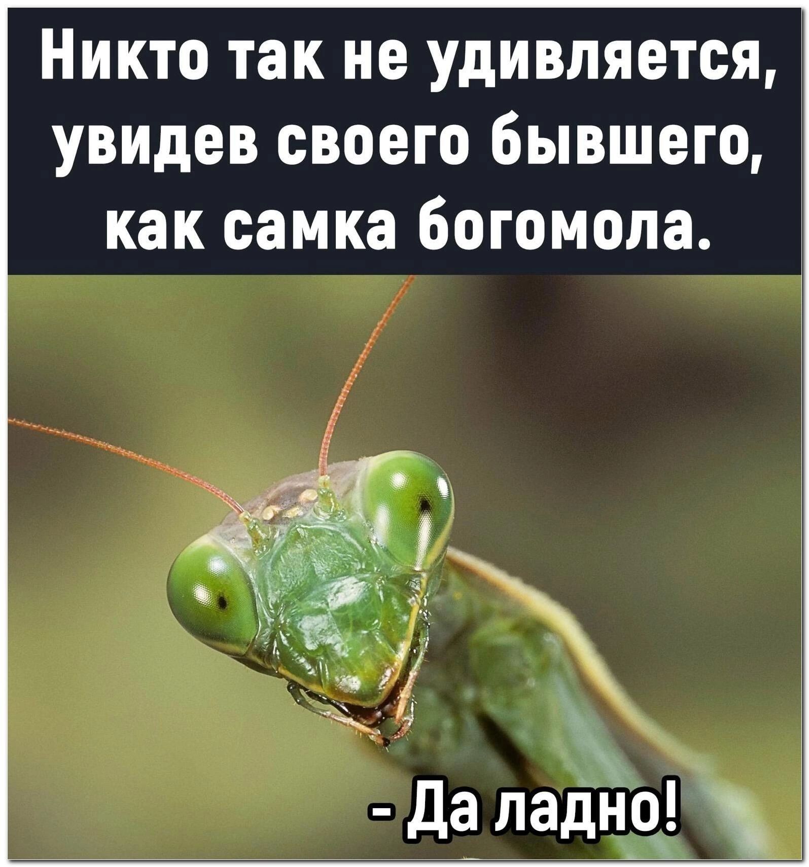Никто так не удивляется увидев своего бывшего как самка богомола 4 _ хг да паддэі