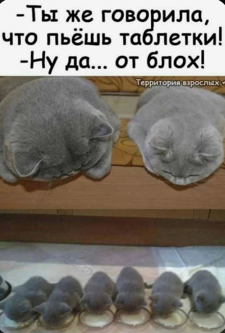 Ты же гово ила что пьёшь та летки Ну до от блох ирриюрид шроспых