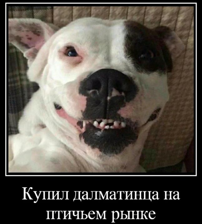 КУПИЛ ДаЛМЗТИНЦЕ на ПТИЧЬСМ рЫНКС