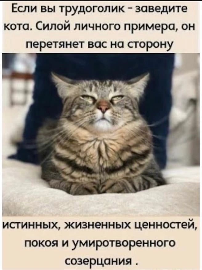 Если вы трудоголик заведите кота Силой личного примера он перетянет вас на сгорону истинных жизненных ценностей покоя и умиротворенного созерцания