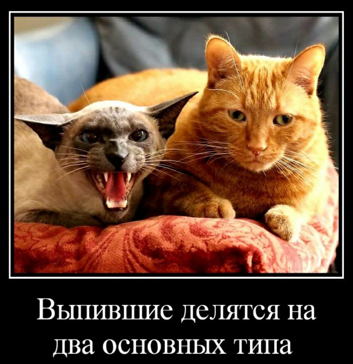 Выпившие Делятся на Два основных типа