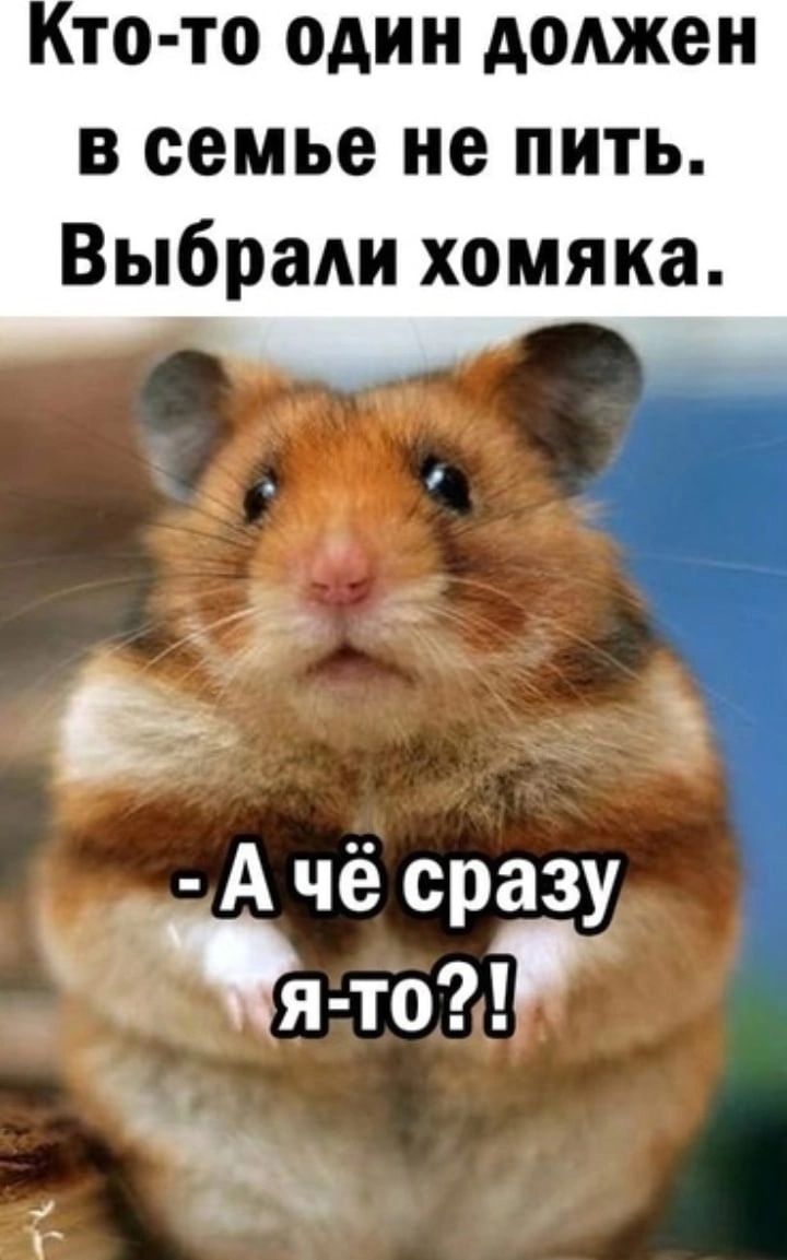 ТО ТО один должен В семье не ПИТЬ Выбради хомяка А чё сразу это А 4
