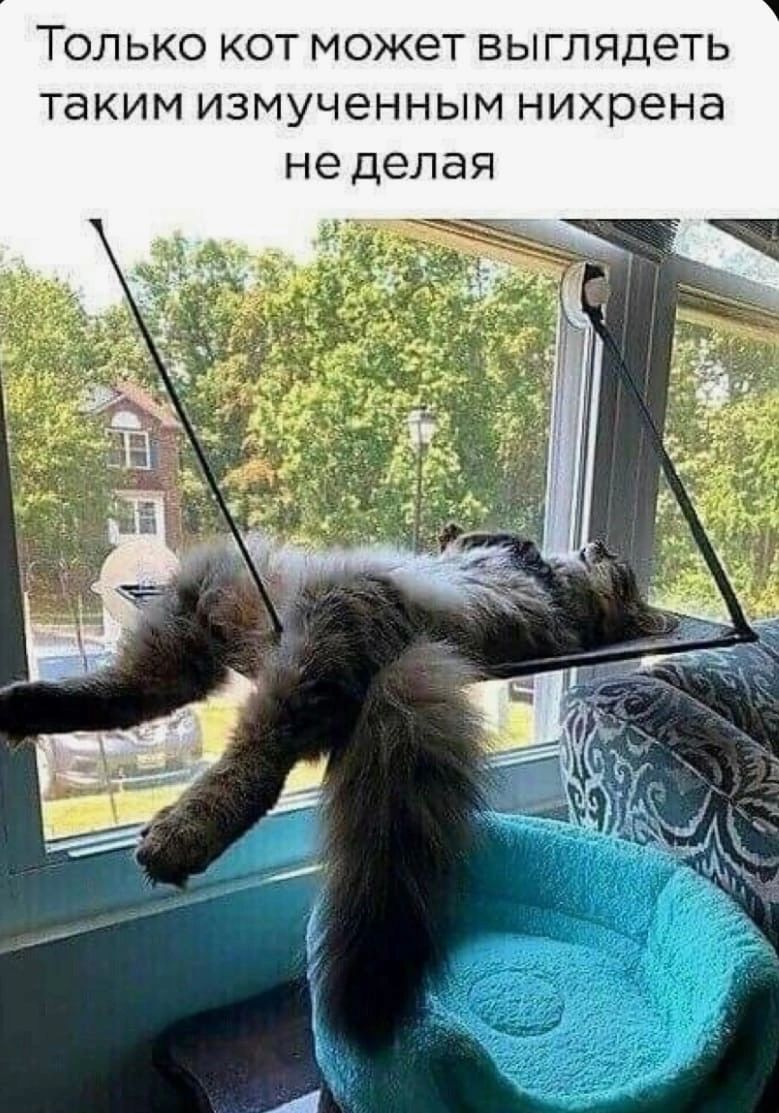 ТОЛЬКО КОТ МОЖЕТ выглядеть ТЭКИМ ИЗМУЧеННЫМ нихрена не делая