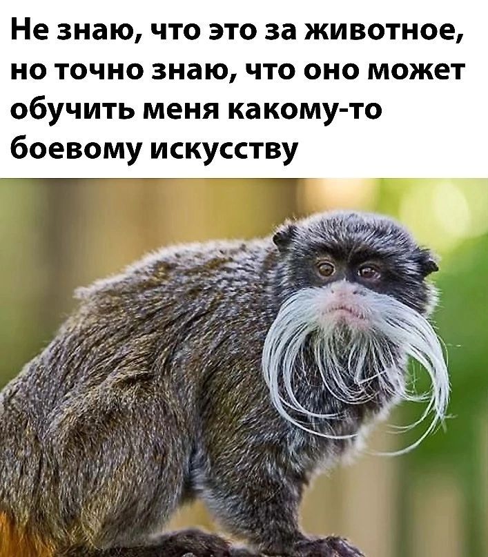 Не знаю что это за животное но точно знаю что оно может обучить меня какому то боевому искусству
