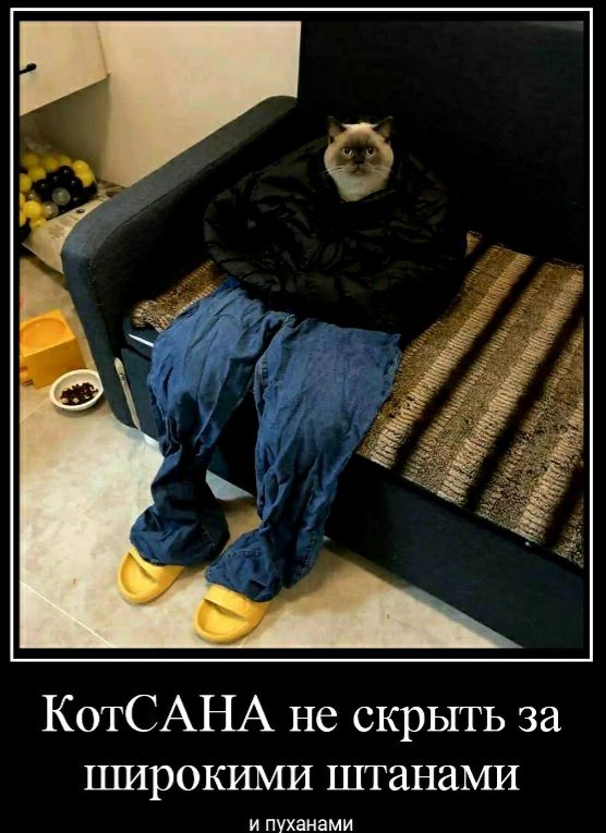КотСАНА не скрыть за пшрокими штанами и пухвнзми