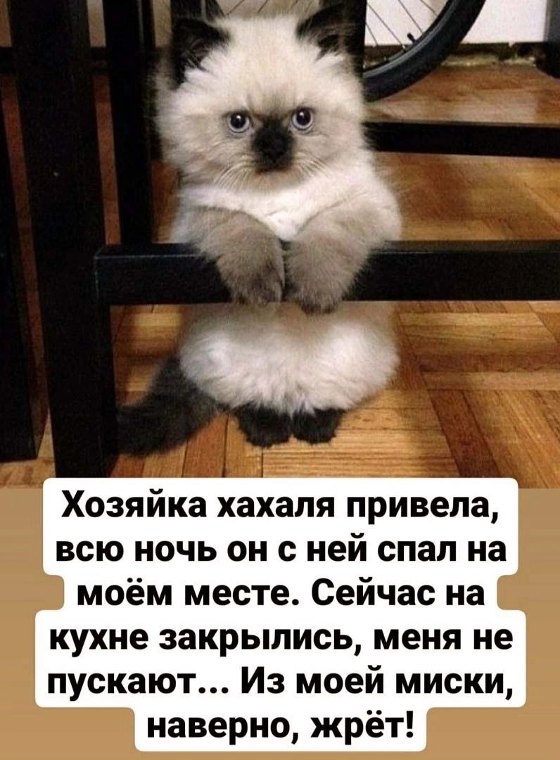 Хозяйка хахапя привела всю ночь он с ней спал на моём месте Сейчас на кухне закрылись меня не пускают Из моей миски наверно жрёт