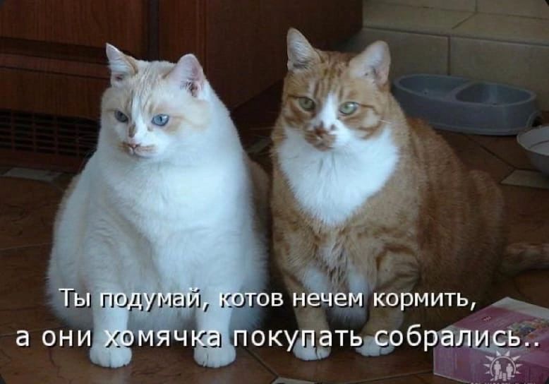 в иде кормить окуддтьдрбрапиіё