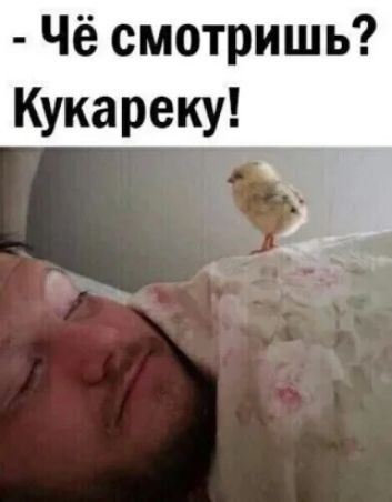 Чё смотришь Кукареку